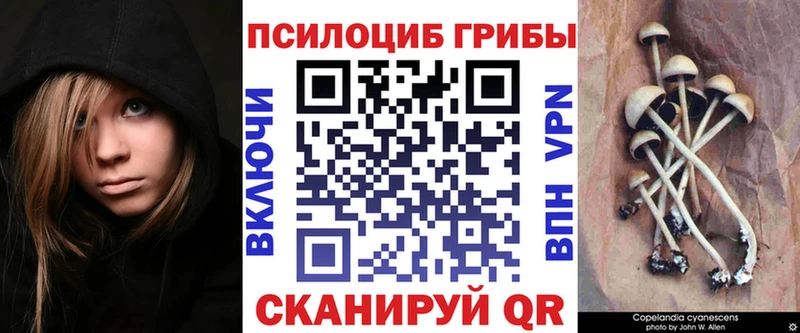 Галлюциногенные грибы Psilocybe  Мантурово 